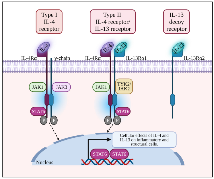 Schematic diagram of IL-4/IL-4R signaling pathway