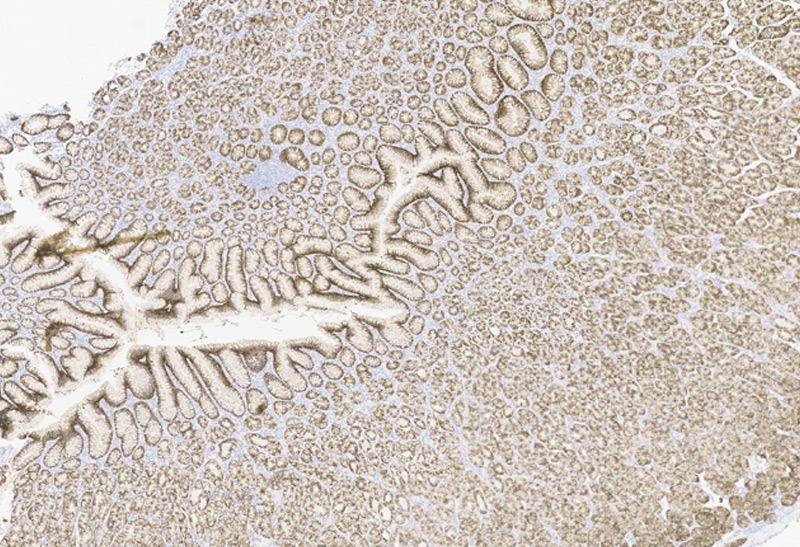 Immunohistochemistry (Formalin/PFA-fixed paraffin-embedded sections) -Recombinant Monoclonal Anti-Claudin-18.2 Antibody, Mouse (3B10)(HCS-S278)Human Stomach Tissue, 4X