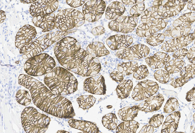Immunohistochemistry (Formalin/PFA-fixed paraffin-embedded sections) -Recombinant Monoclonal Anti-Claudin-18.2 Antibody, Mouse (3B10) (HCS-S278)Human Stomach Tissue, 20X