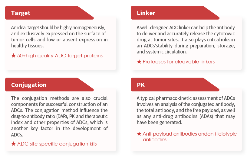Structure of ADCs