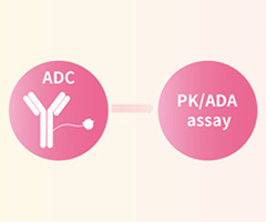 ADC PK 분석을 위한 항-MMAE 항체 및 항-이디오타입 항체