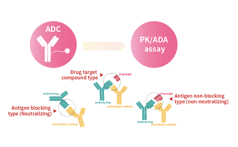 Anti-idiotypic antibody development service in ADCs