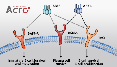 BCMA proteins