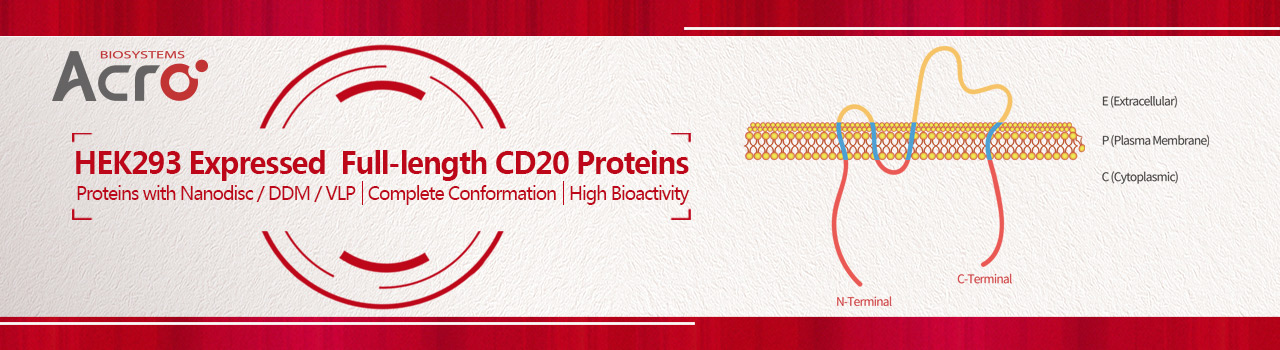 HEK293 Exprimiertes CD20-Protein in voller Länge mit Nanodisc / DDM / VLP