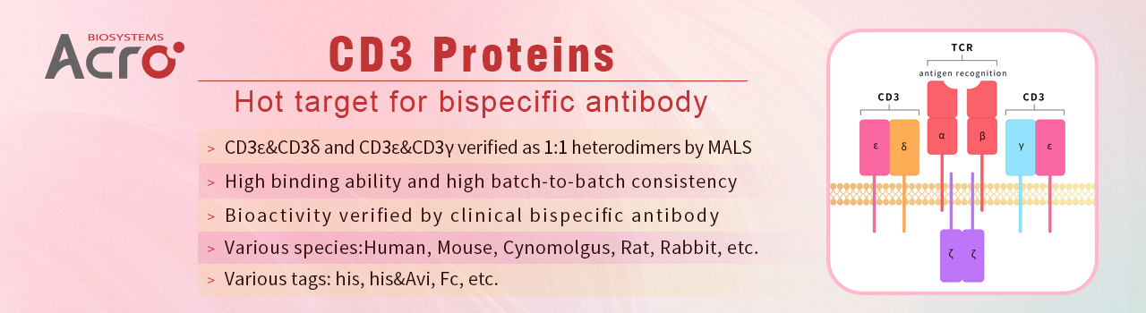 CD3 Proteins-Hot target for bispecific antibody