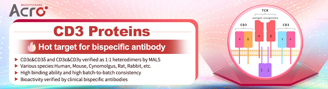 CD3 시리즈 단백질 - 이중특이적 항체의 인기 표적