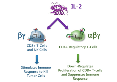 IL-2는 면역 반응에 다면발현 효과가 있습니다.