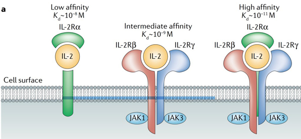 IL-2 수용체에 대한 IL-2 결합은 저친화성, 중간친화성 및 고친화성이다