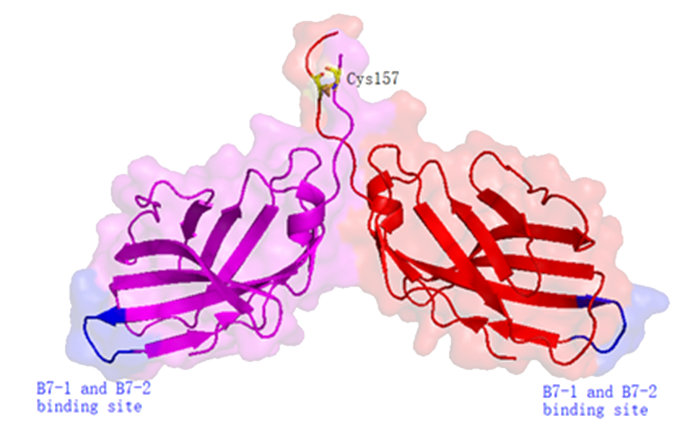 CTLA-4 homodimer proteins