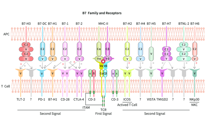 B7-CD28 family proteins