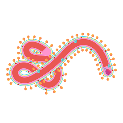 Ebola virus, EBOV