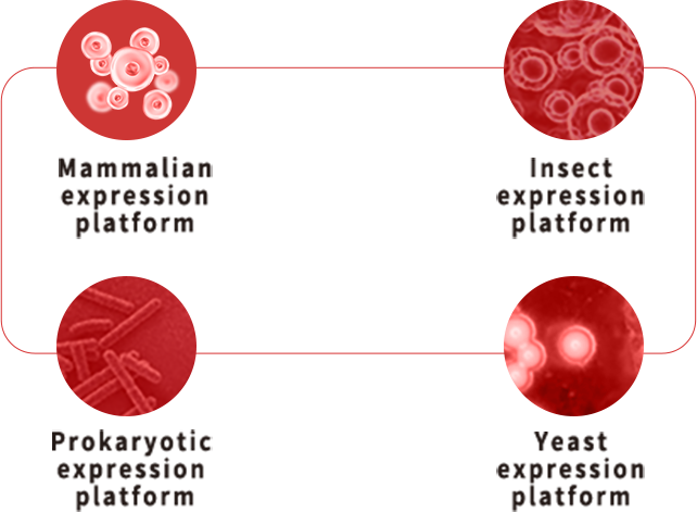 Various host cell expression platforms