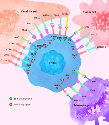 Immune checkpoint proteins