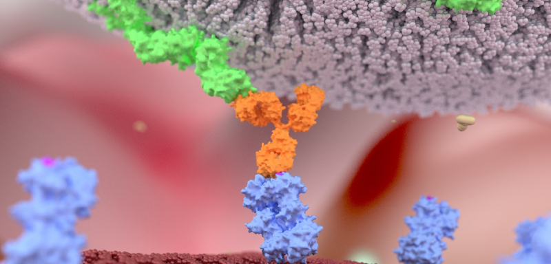 CAR-T細胞療法標的タンパク質