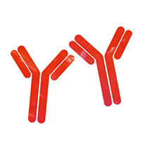 Anti-SARS-CoV-2 antibodies