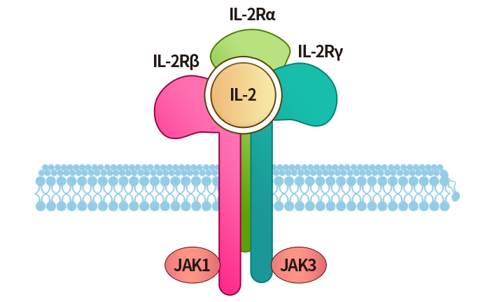 IL-2R polymer