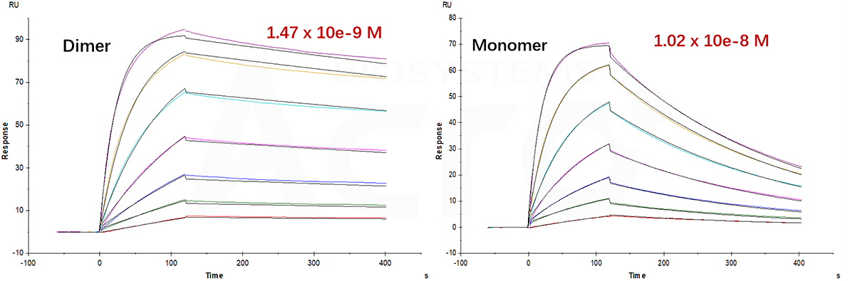 CTLA-4 dimer affinity verified by SPR