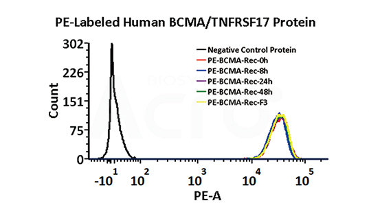 PE-BCMA stability verified by FACS