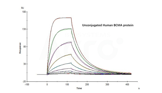 FITC-BCMA binding affinity  verified by SPR