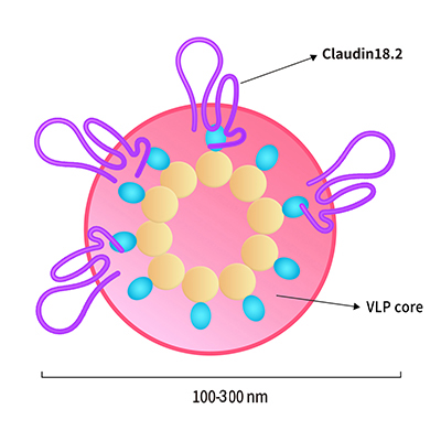 Claudina18.2-VLP