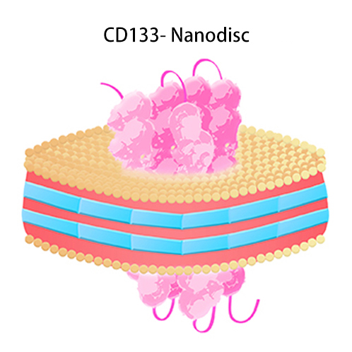 CD133-Nanodisco