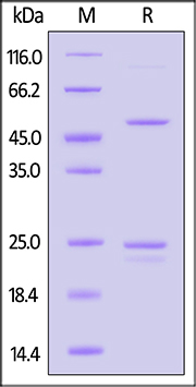 Claudin-18.2 Full Length Protein-VLP
