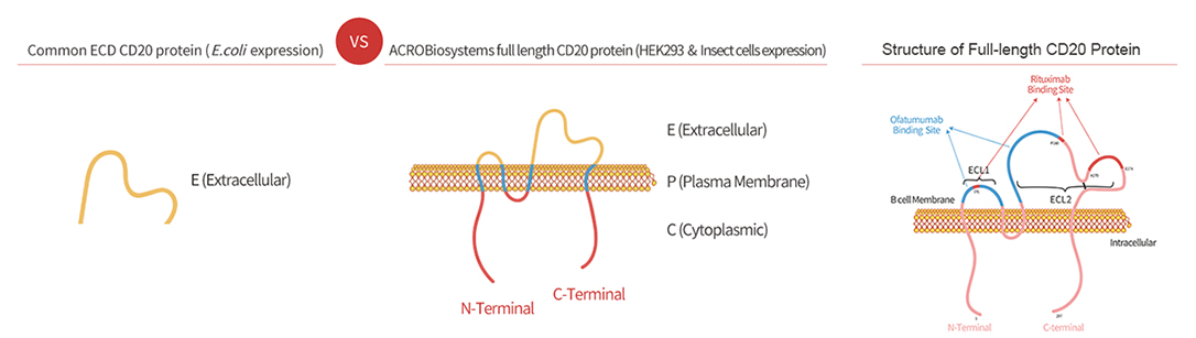 Structure of Full-length CD20 Protein