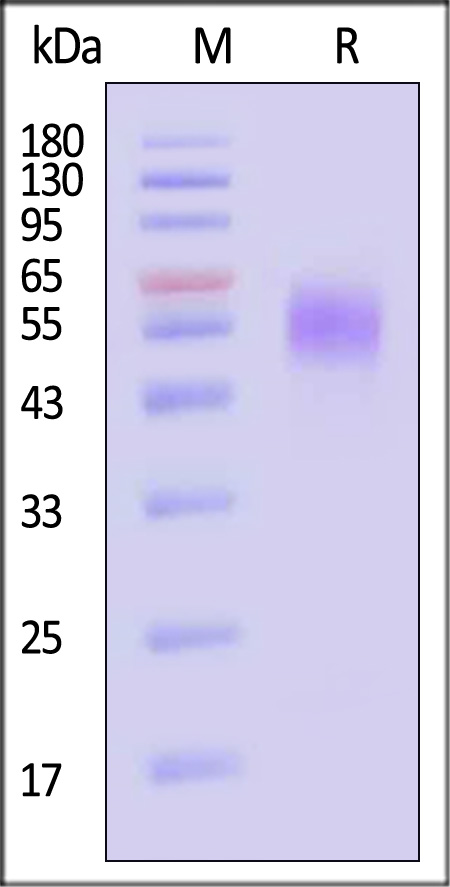 IL1-H5224-sds