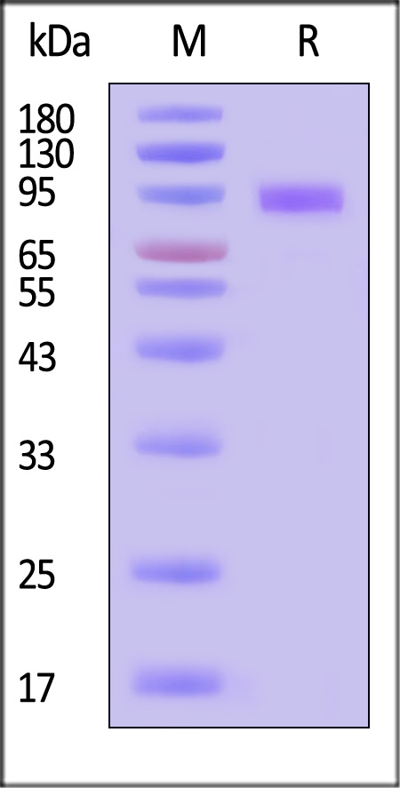 IL-1RL1 SDS-PAGE