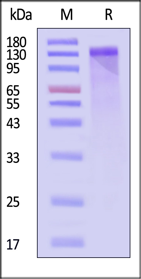 Jagged 1 SDS-PAGE