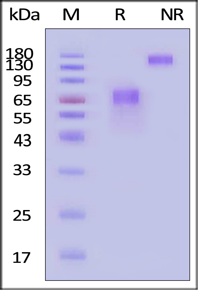 LF3-H5256-sds