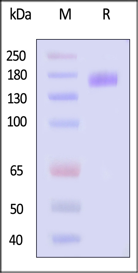 LIF R SDS-PAGE